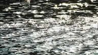 1080升格波光粼粼湖面上天鹅游过视频的预览图